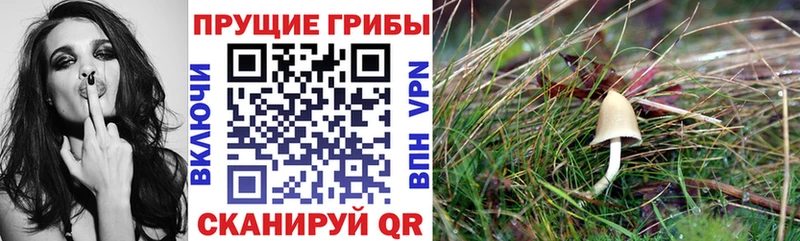 MEGA tor  Партизанск  Галлюциногенные грибы MAGIC MUSHROOMS 
